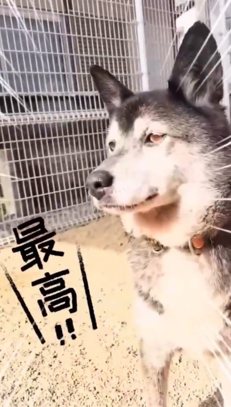 土の上でくつろいで目を細める犬