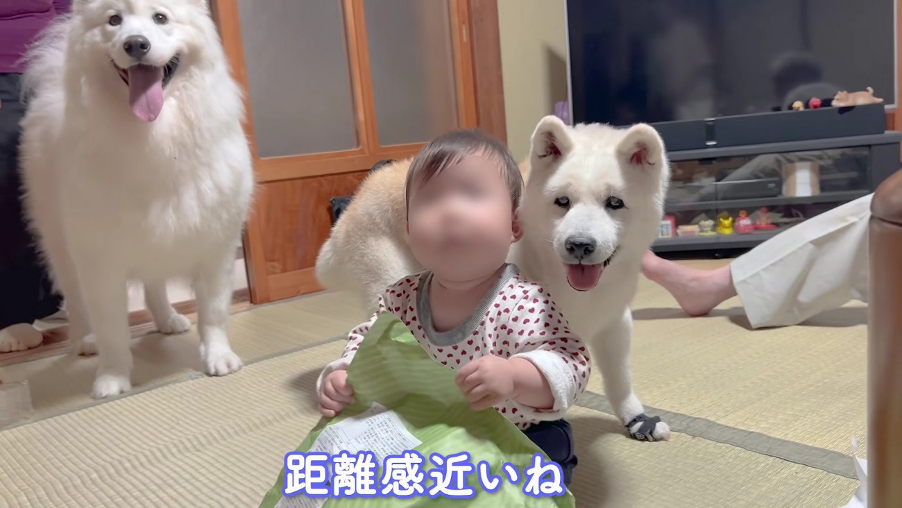 家族の平和な姿にほっこり