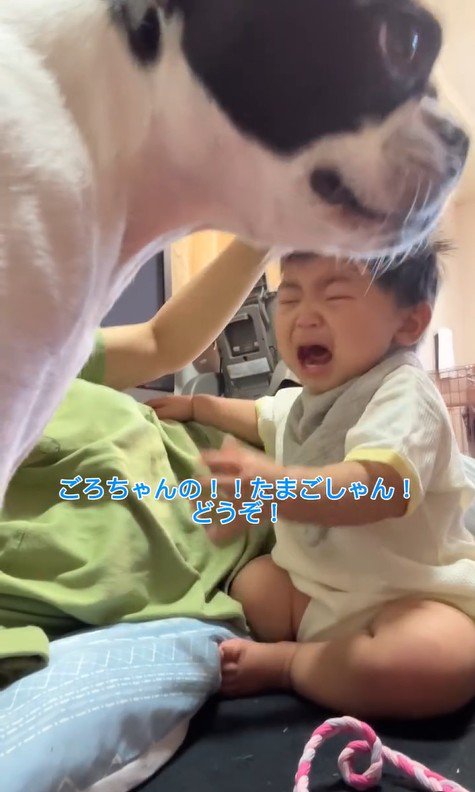 赤ちゃんが泣いた時のごろちゃん6