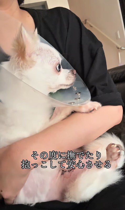 こはく君とここまるちゃんの家族愛3