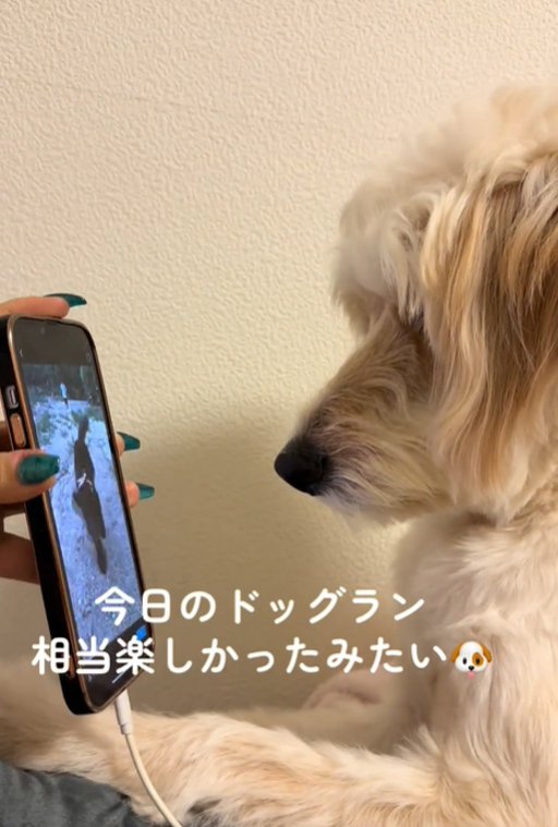 画面を見る犬1