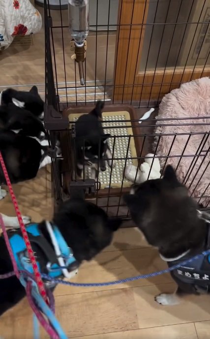 戸惑うかぜちよくん