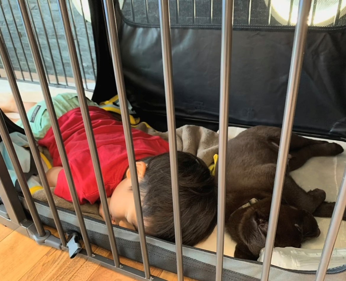 ケージの中で子どもと犬が並んで眠っている様子