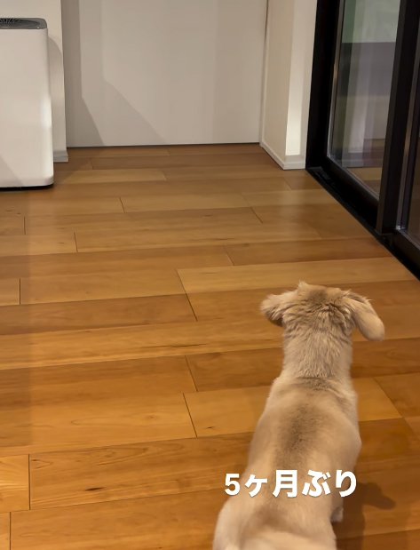 家族を待つ小型犬