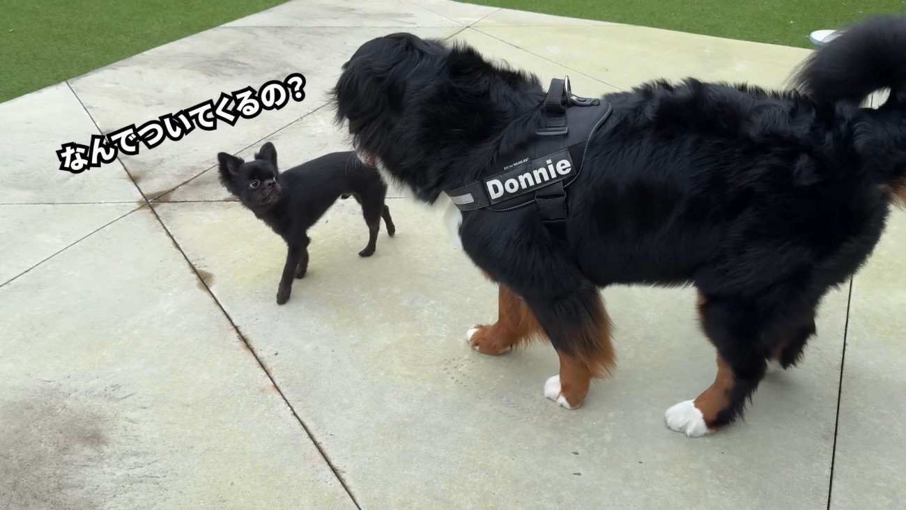 どんちゃんとジジくんのふれあい6