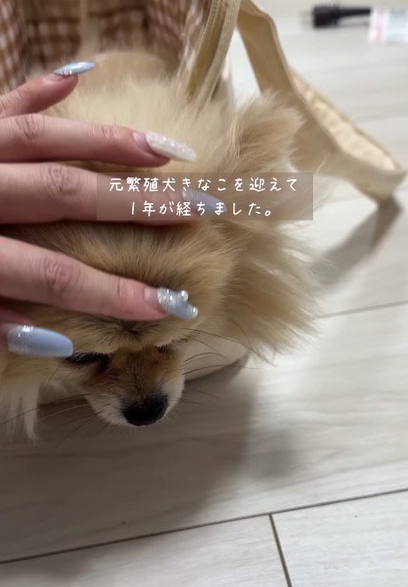 犬の頭を撫でる女性