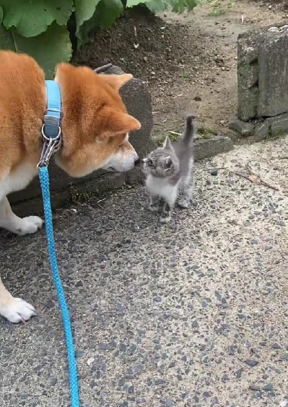 母猫の姿は見あたらない