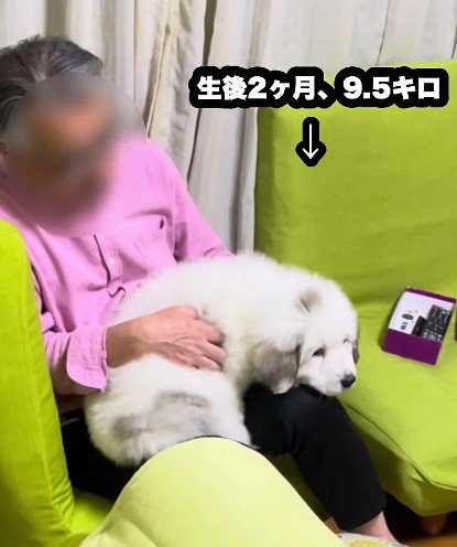 膝の上に乗るのが大好き♡