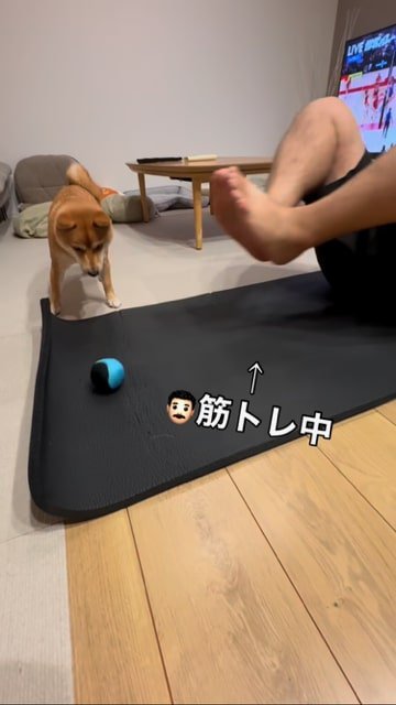 筋トレ中の飼い主の足元にあるボールを見つめる犬
