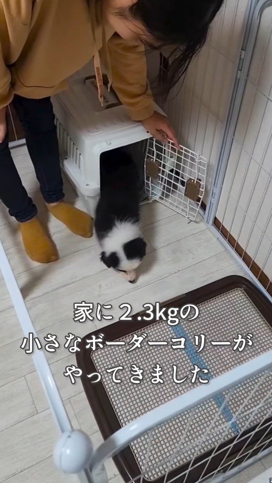 クレートから出てくる子犬