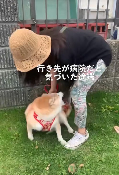 抱っこされるのを拒否する柴犬
