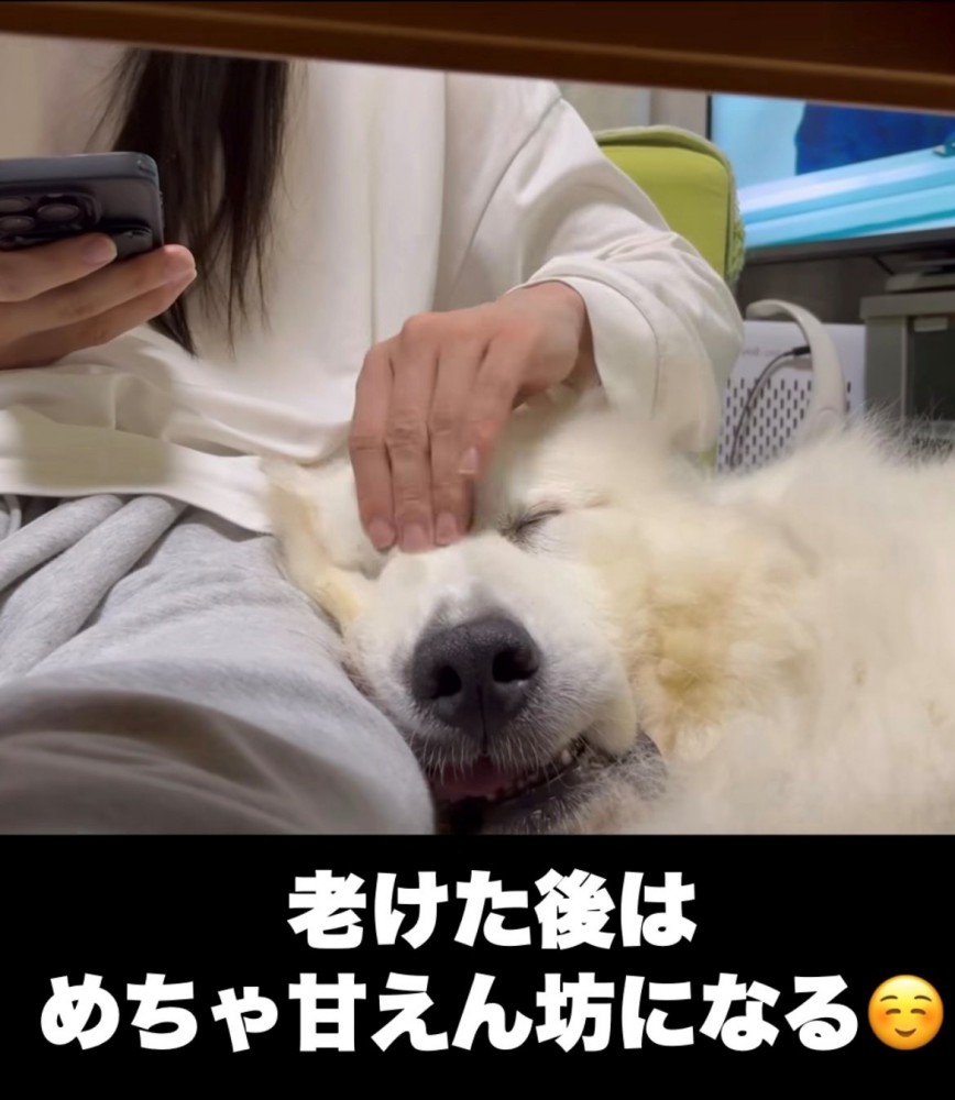 人の膝に顔をのせて甘える犬