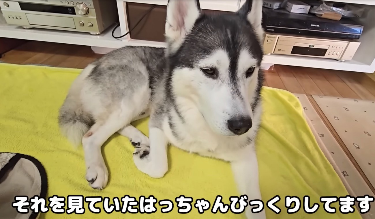 見つめる大型犬