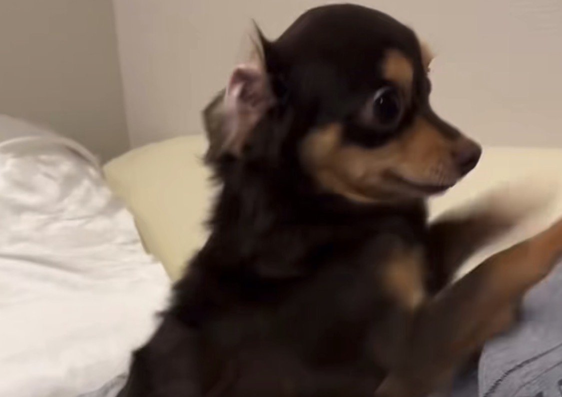 腕を掘ってアピールする犬