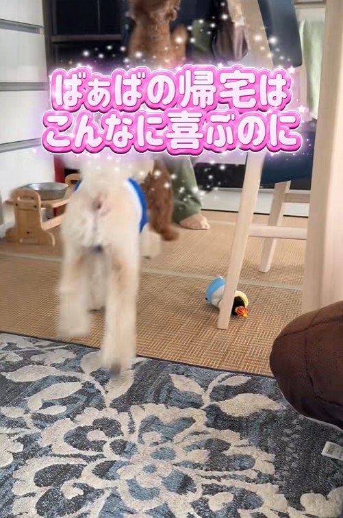 飛びついて歓迎！