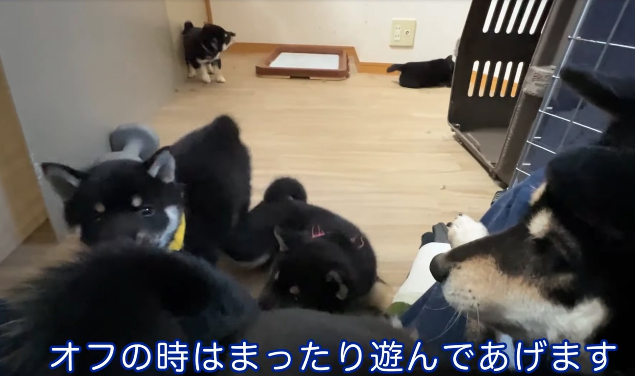 集まる柴犬