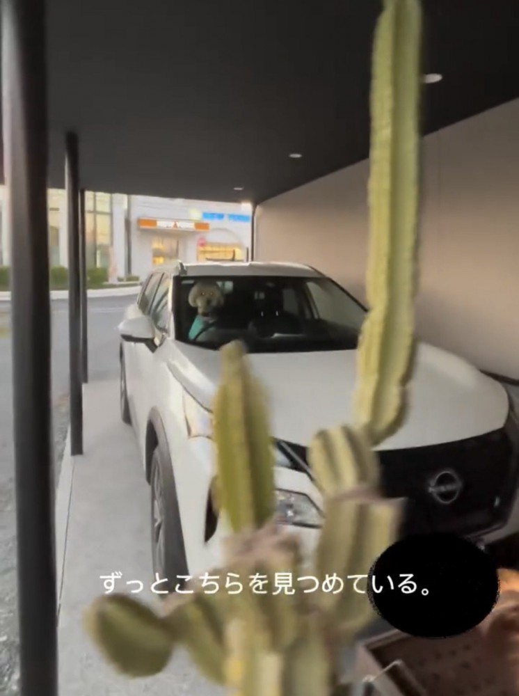 車内をじっと見つめる犬