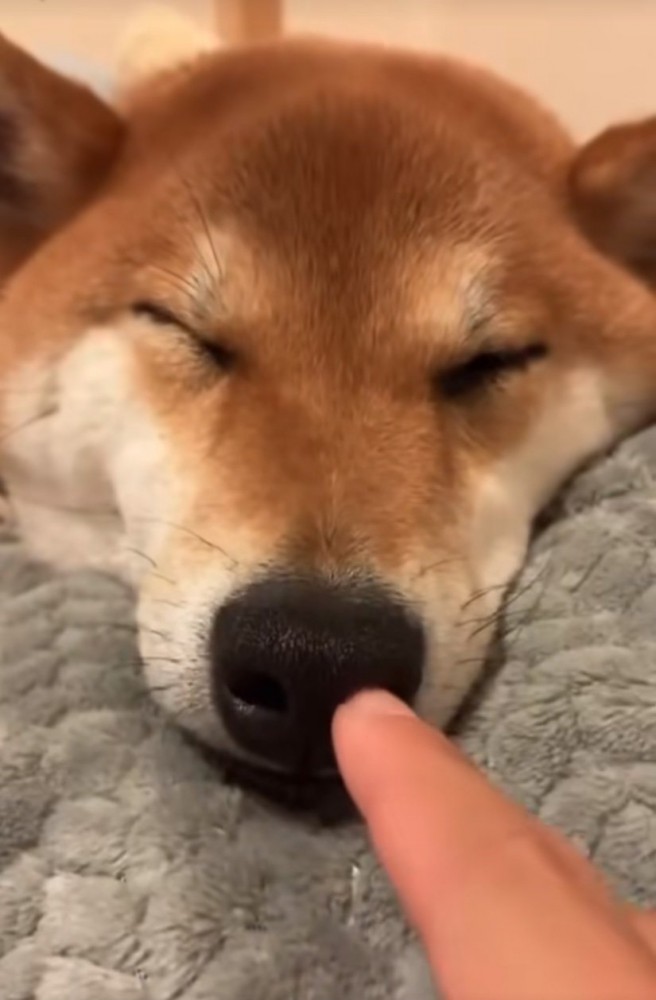 寝ている柴犬