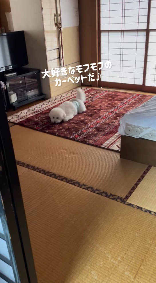 カーペットに伏せる犬
