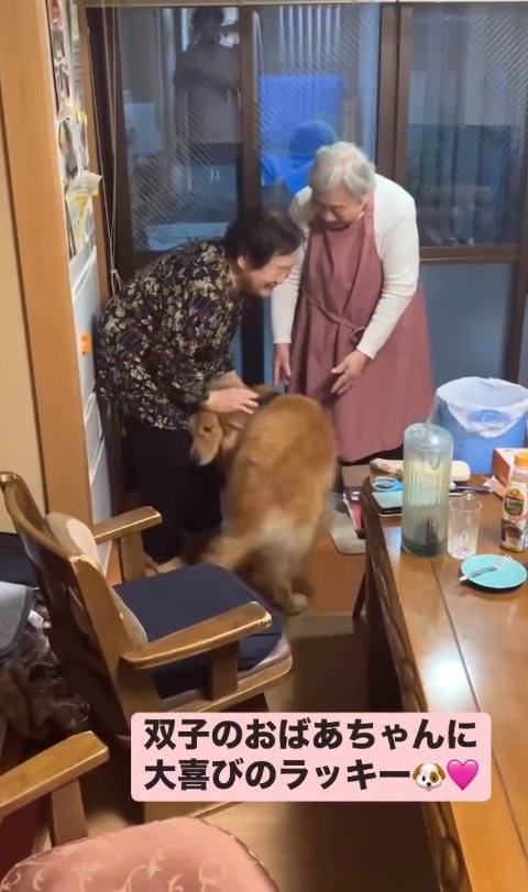 双子のおばあちゃんに撫でてもらう大型犬