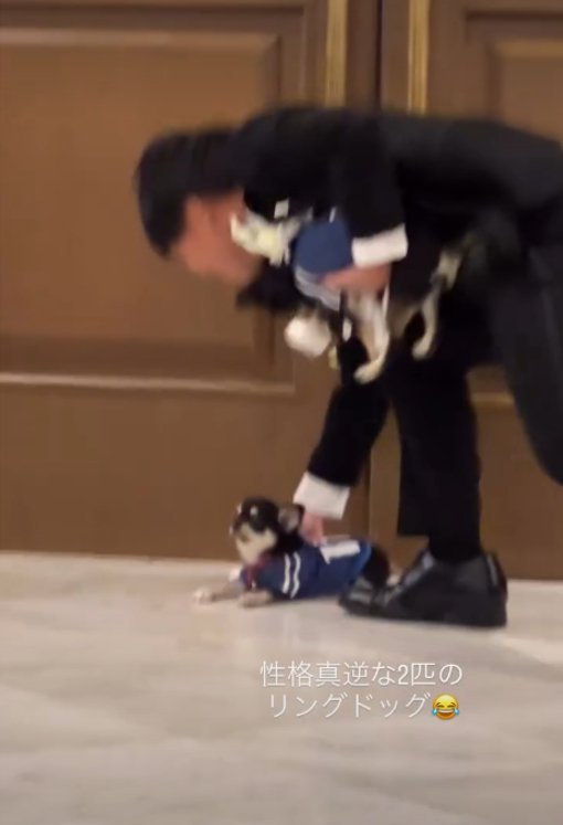 新郎と犬