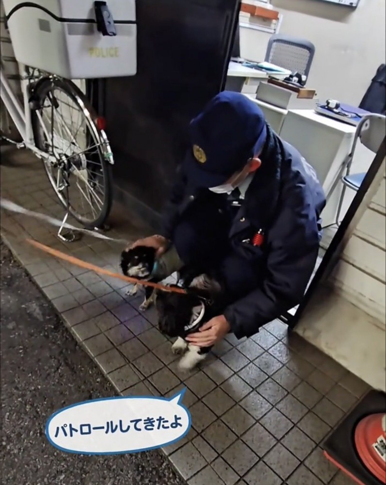 撫でられる犬たち