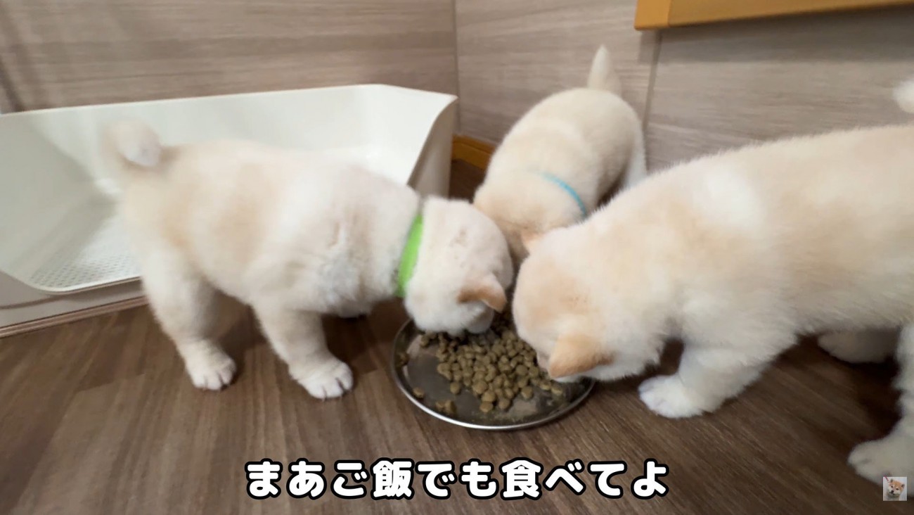 ごはんをあげたら一瞬で元気に！