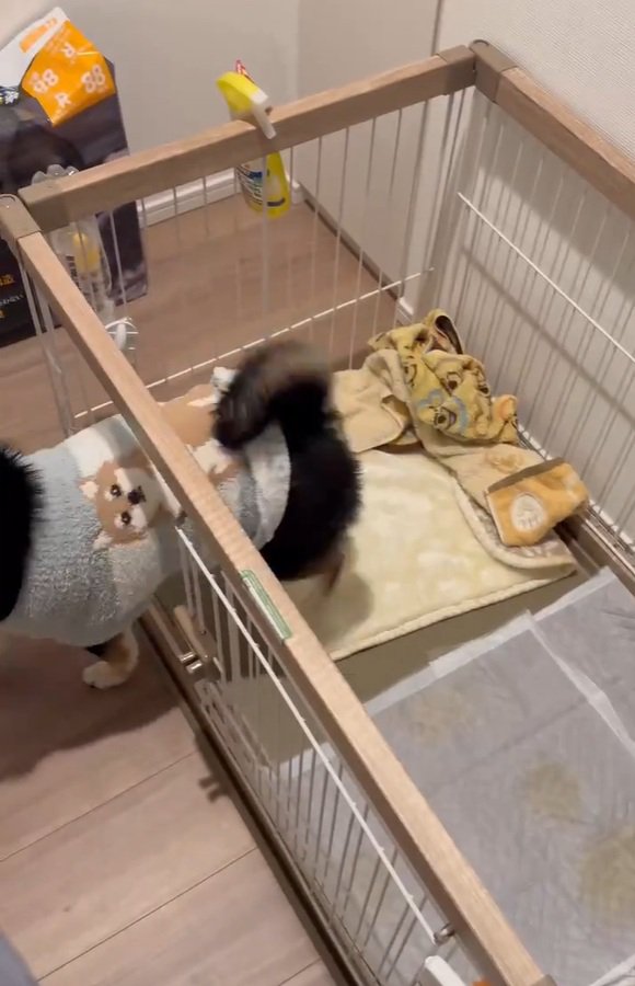 ケージから出るさくらちゃん