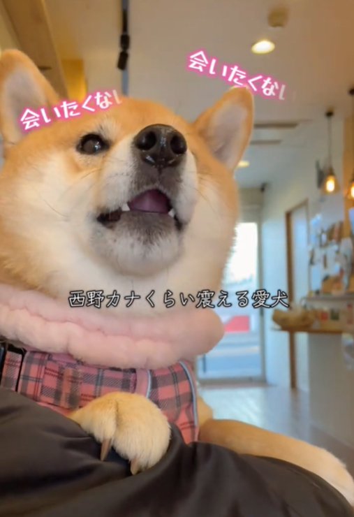 震える犬