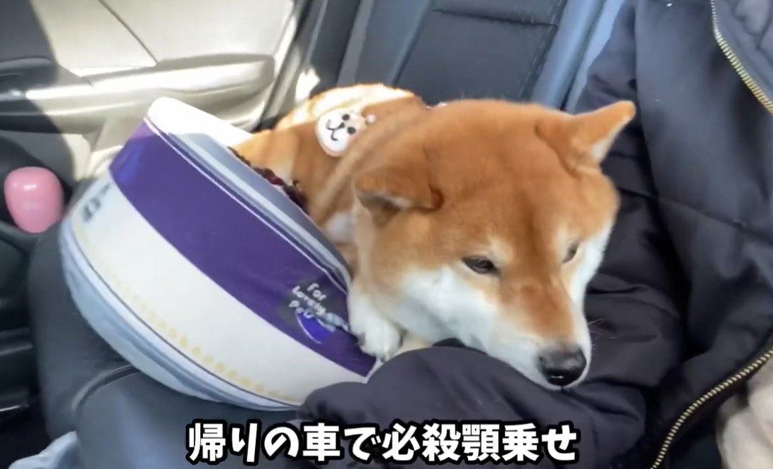 顎を乗せる犬