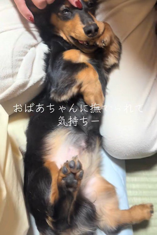 おばあちゃんに撫でてもらうレオくん5