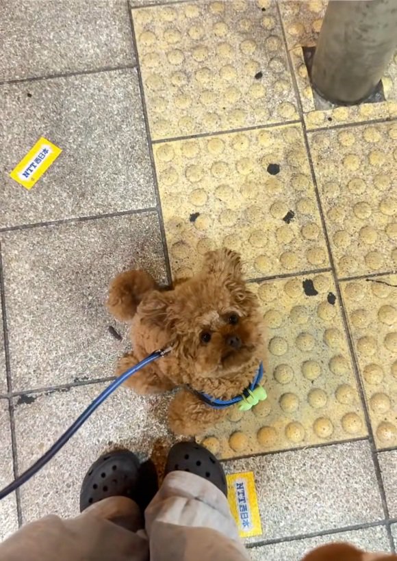 おすわりするうーろんくん