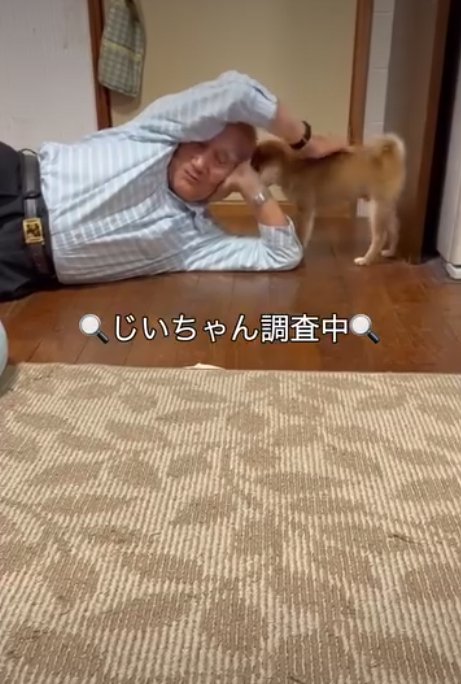 匂いを嗅ぐ犬