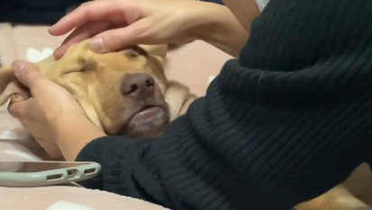 「もう好きにしてください」