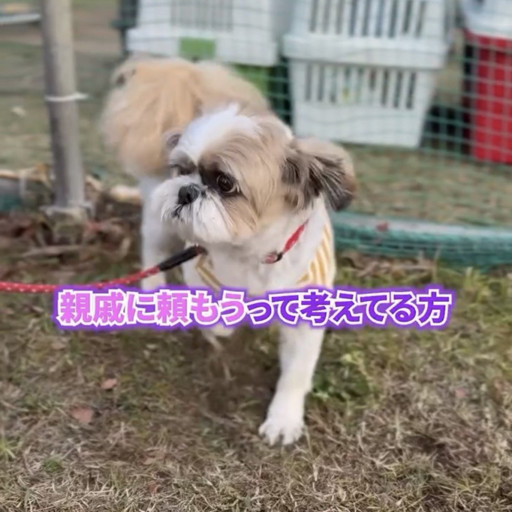 リードを引かれながら立つ犬