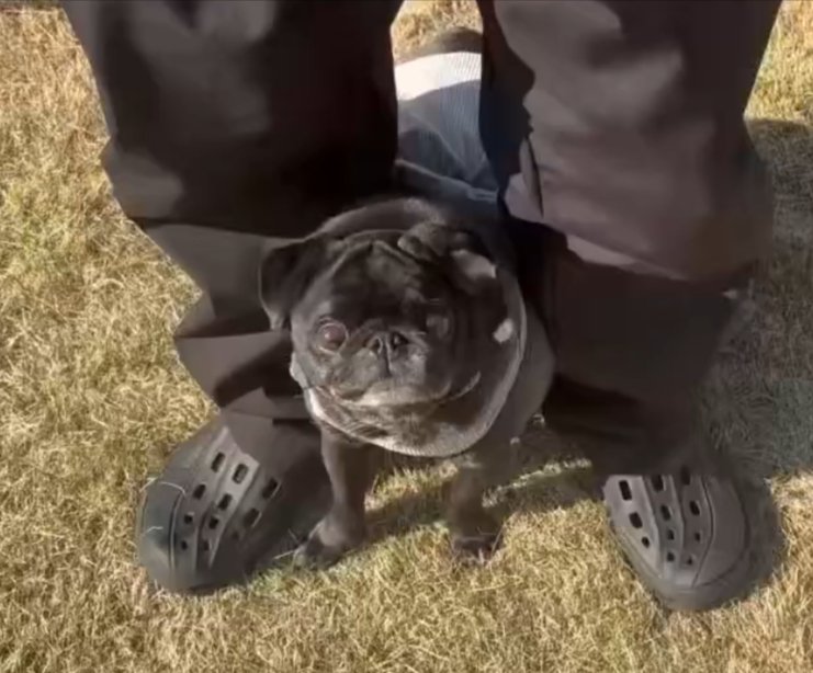 ドッグラン