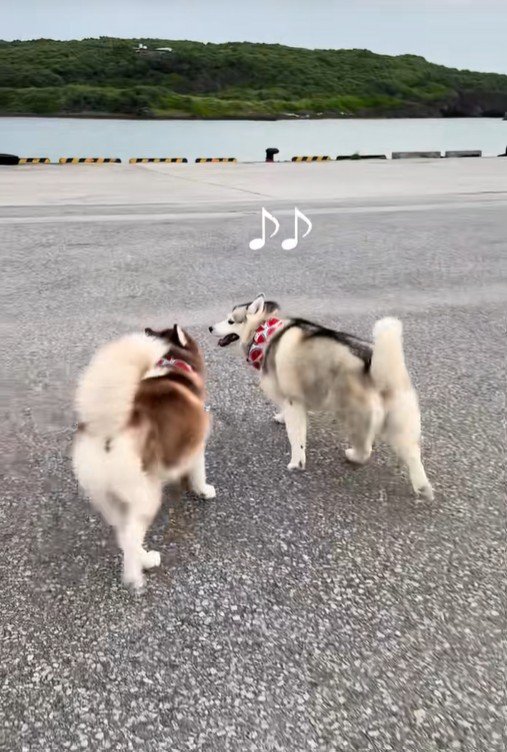 ブルちゃんとベルちゃんの日常