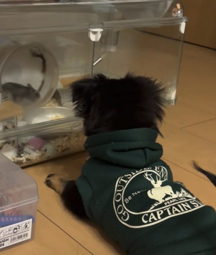ハムスターを見る犬