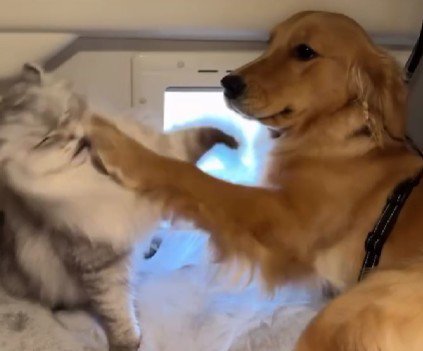 ヒナタちゃんのパンチがヒット！！