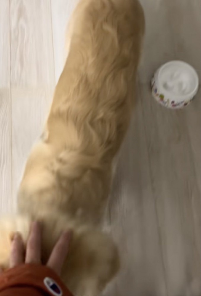 念願のナデナデ