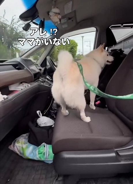 車に入る犬