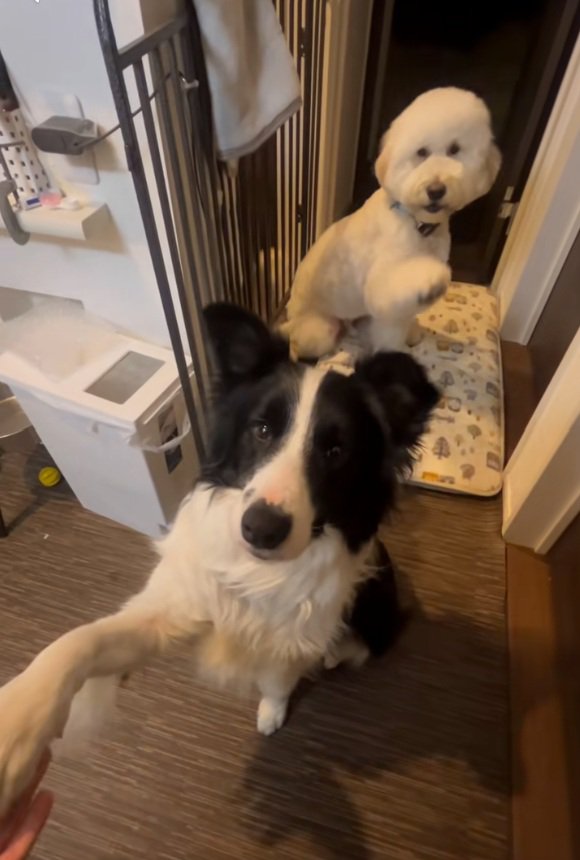 シンクロする2匹