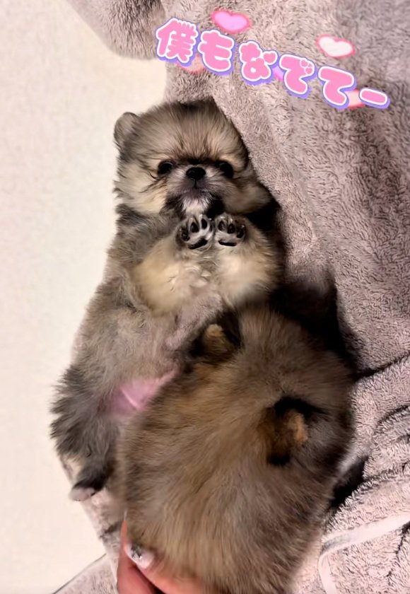 撫でてほしいテディ君