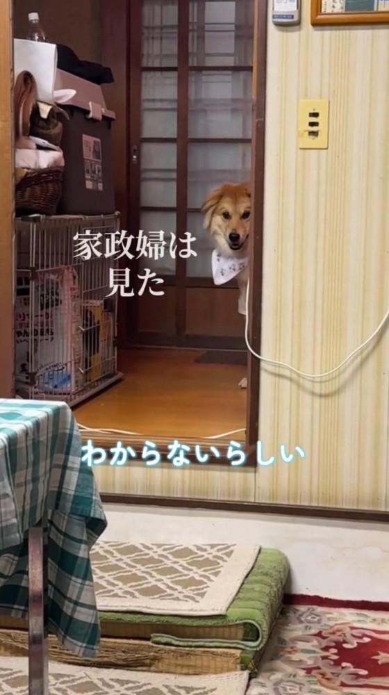 壁の陰から飼い主を見つめる犬