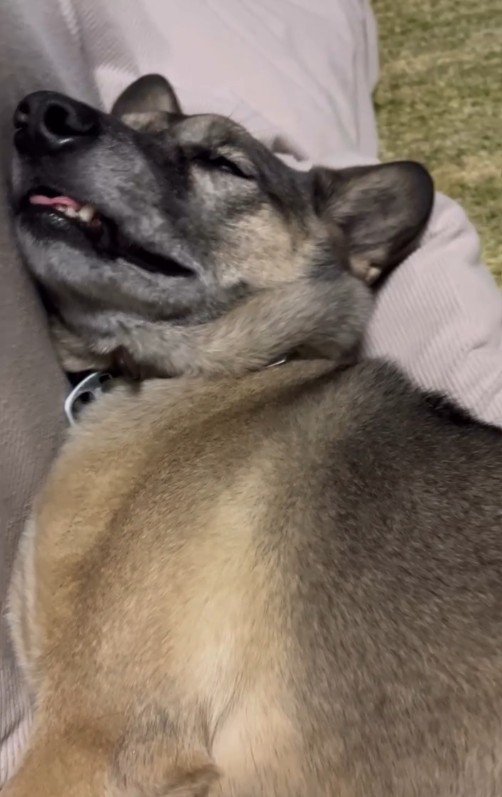 イビキがおさまってきました