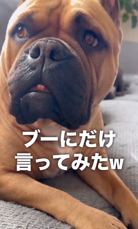 散歩に誘われる中型犬