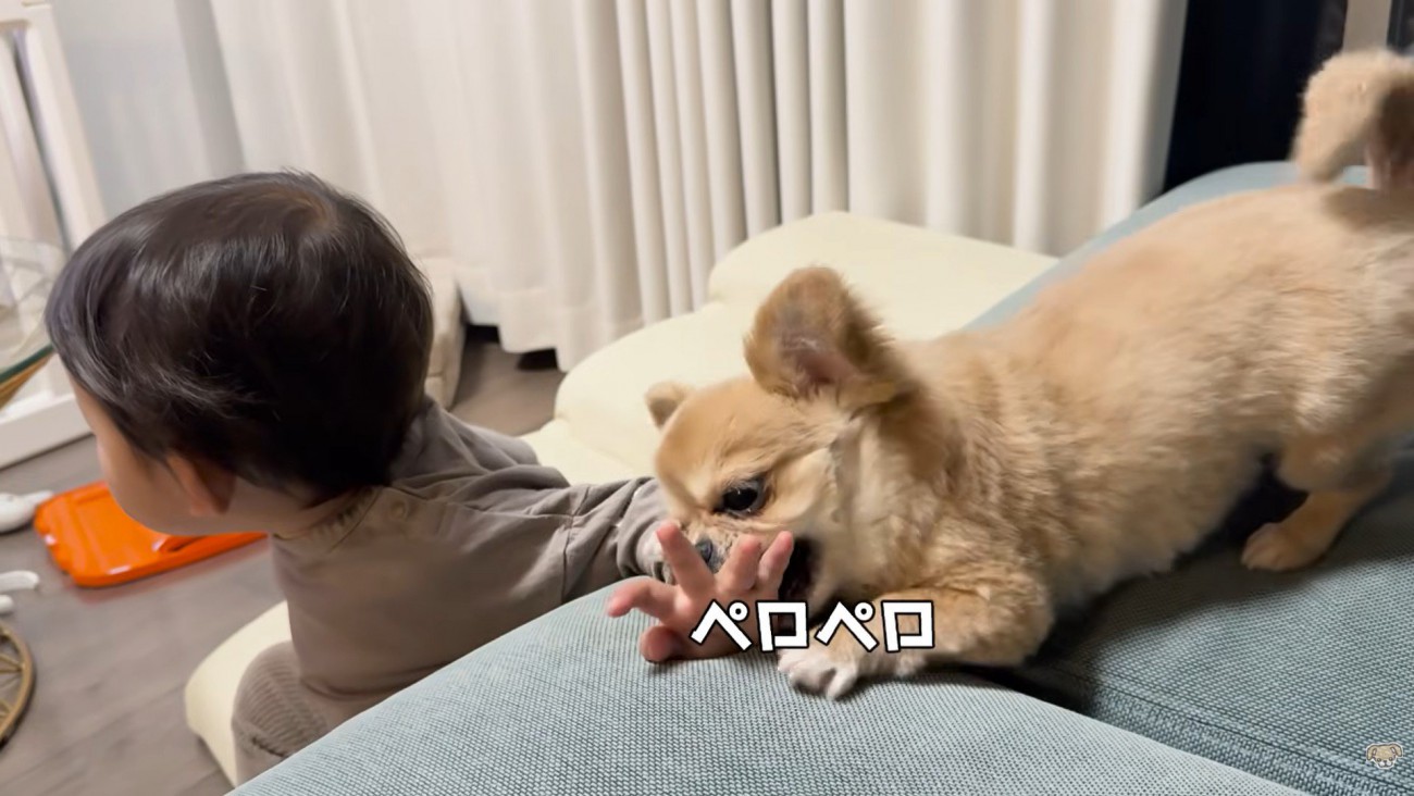 「遊ぼうよ！」とペロペロ