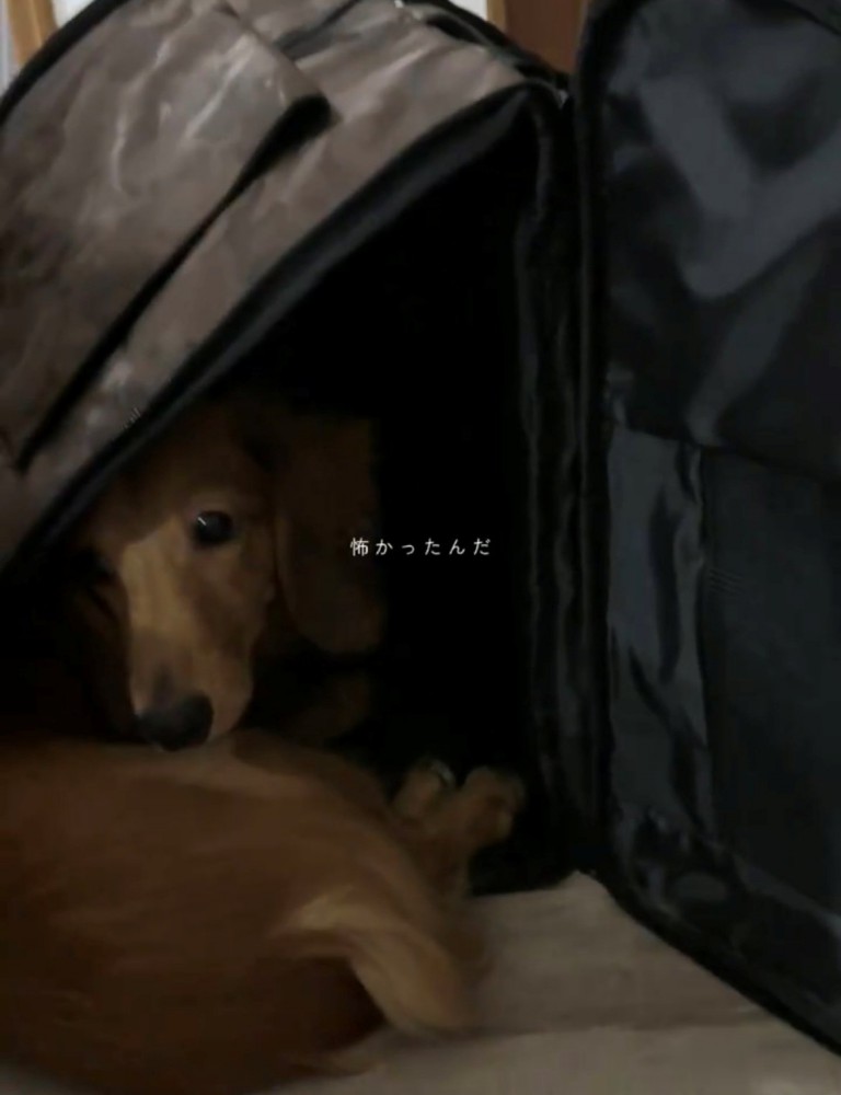 キャリーバッグの中で丸くなる犬