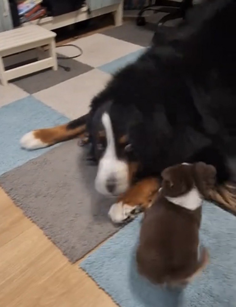 伏せをする大型犬の顔のそばで動く子犬