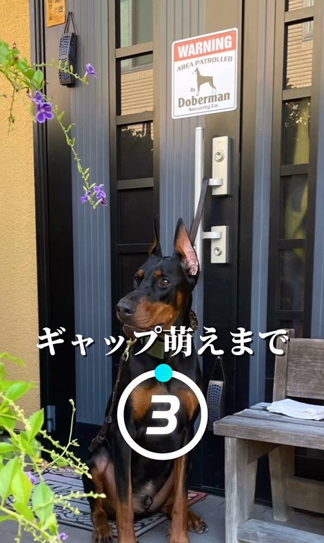 飼い主さんだけが知る本当の姿とは…？